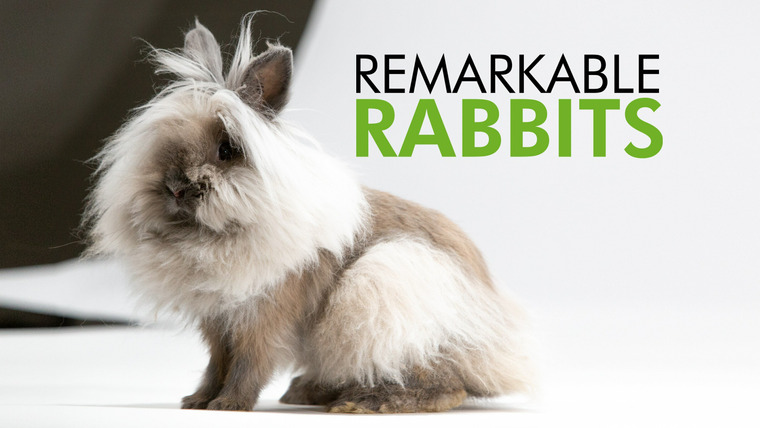 The Nature of Things with David Suzuki — s58e18 — Remarkable Rabbits