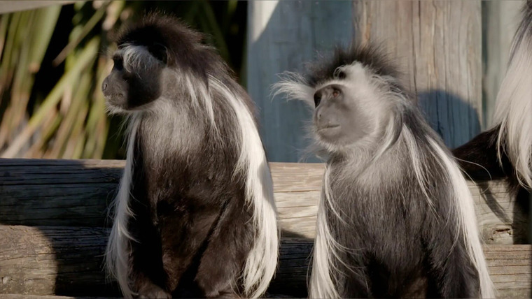 Secrets of the Zoo: Tampa — s04e12 — Monkey Business