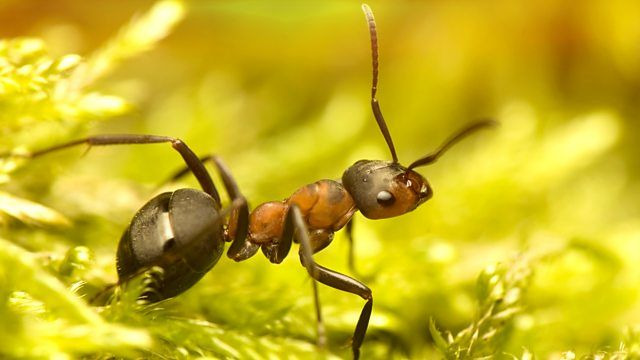 BBC: Чудеса животного мира	 — s01e04 — Ants