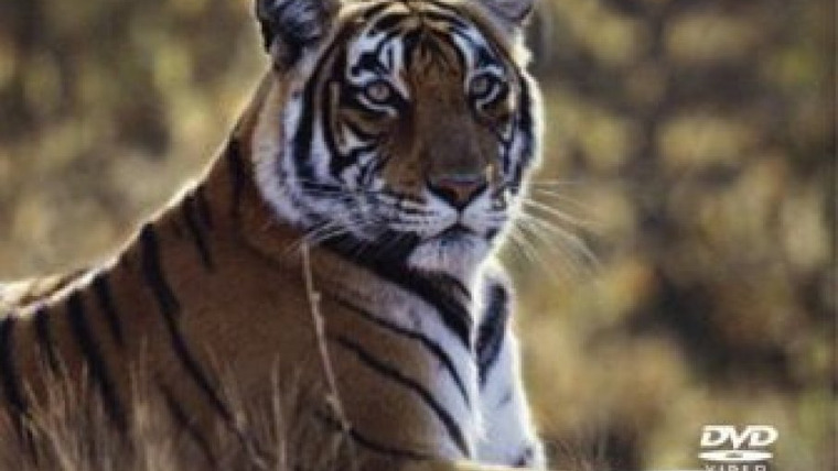 The Wildlife Specials — s01e08 — Tiger: The Elusive Princess