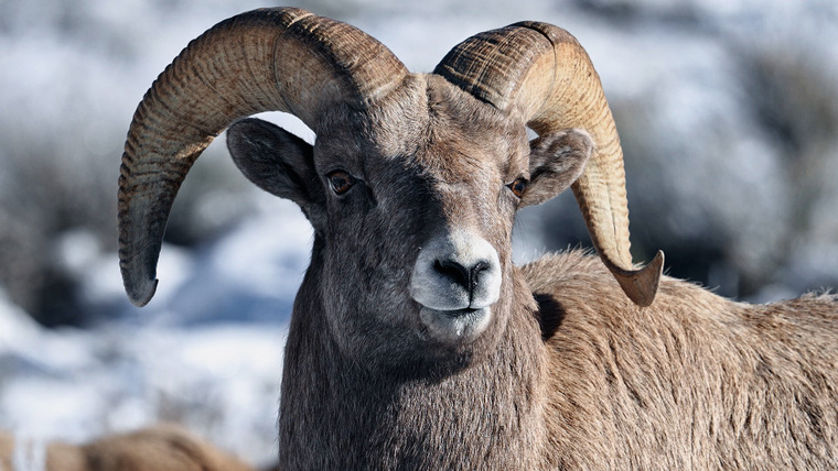 Hard Truths of Conservation — s02e03 — Hunting in the Kiwi Wilds