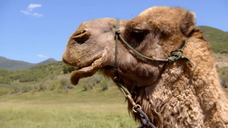 Доктор Джефф: ветеринар Роки-Маунтин — s06e08 — Happy Couple of Camels