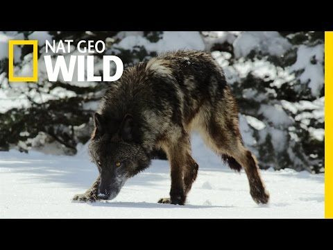 Wild Life Adventures — s01e02 — Survival of the Yellowstone Wolves
