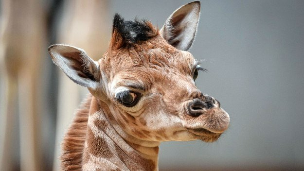Тайная жизнь зоопарка — s01e03 — Baby Giraffe