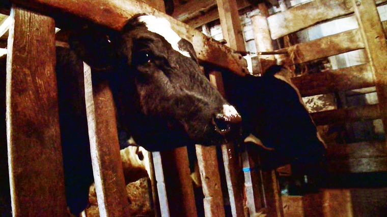 The Incredible Dr. Pol — s06e02 — Udderly Frozen
