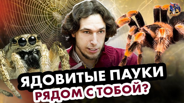 Ученые против мифов — s18e11 — Ядовитые пауки рядом с тобой? Ученые против мифов 17-11. Фёдор Мартыновченко