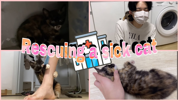 Bosungjun — s2021e39 — Baby cat looking for mother