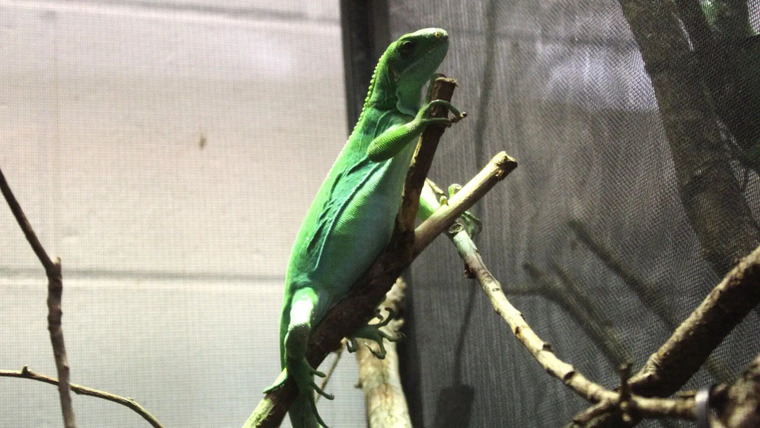 Secrets of the Zoo: Tampa — s03e01 — All Iguana Do