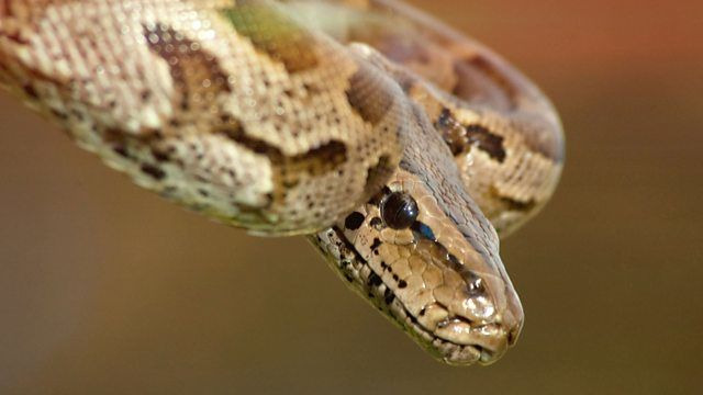 BBC: Чудеса животного мира	 — s01e11 — Snakes