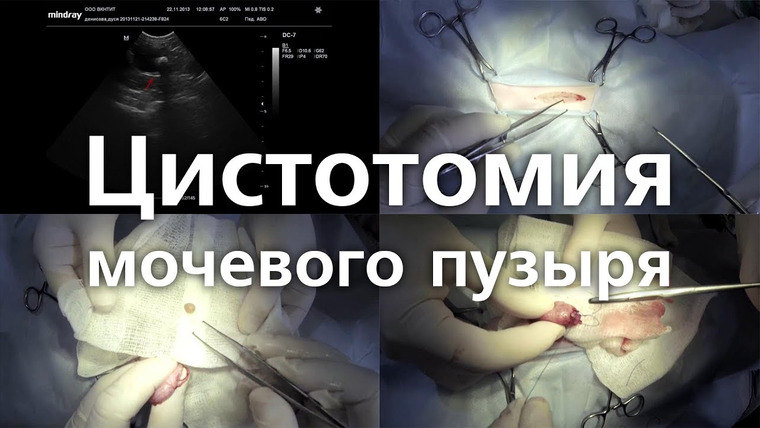 Ветеринарная энциклопедия — s01e06 — Удаление камня из мочевого пузыря. Цистотомия мочевого пузыря