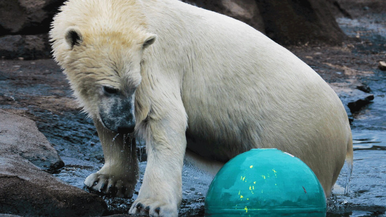 Secrets of the Zoo — s02e12 — Polar Bear Express