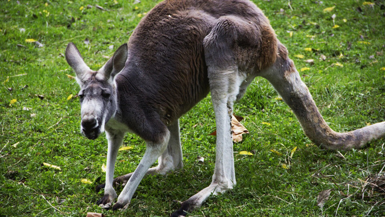 Secrets of the Zoo — s01e03 — Kangaroo-mance