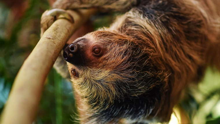 Тайная жизнь зоопарка — s04e07 — Sloth Couples Therapy