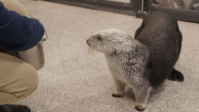 The Aquarium — s01e08 — Baby Otter Rescue
