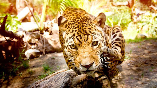 BBC: Чудеса животного мира	 — s01e03 — Big Cats