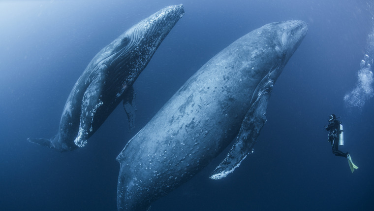 Chasing Ocean Giants — s01e03 — Humpbacks After Dark