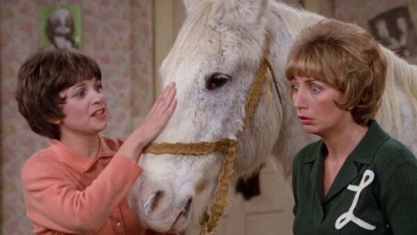 Laverne & Shirley — s03e14 — The Horse Show