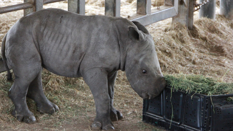 Secrets of the Zoo: Tampa — s02e05 — New Rhino on the Block