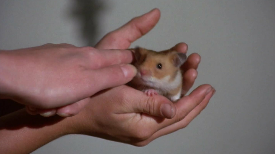 s02e09 — Tale of Two Hamsters