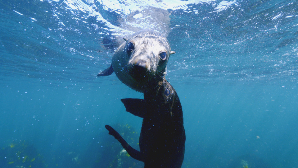 s01e02 — Cape Fur Seals