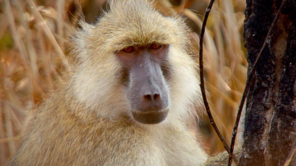 s02e02 — Zambia's Peaceful Primates