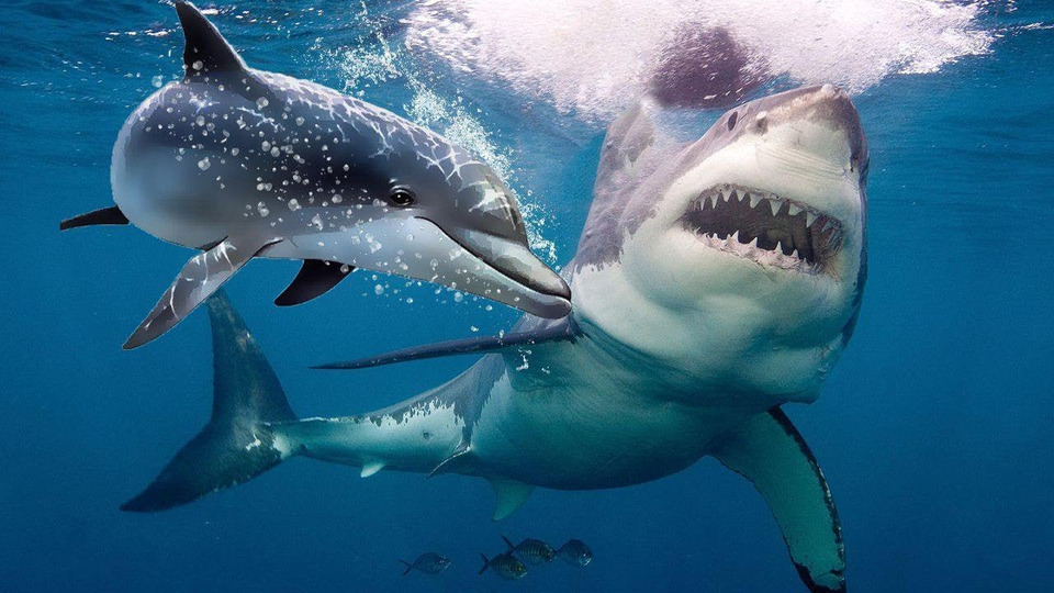 s06e09 — Почему Акулы Боятся Дельфинов