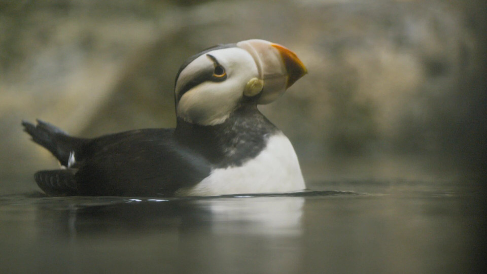 s01e06 — Much Ado About Puffin
