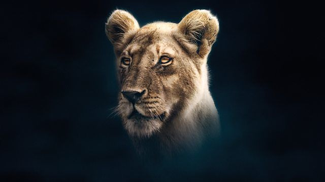 s01e03 — Lion
