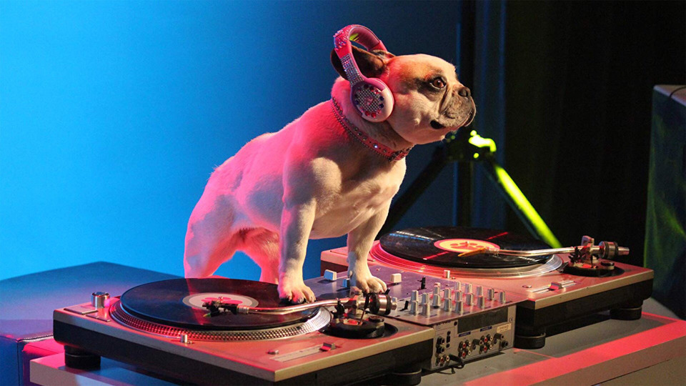 s01e01 — Hip Hop Dogs