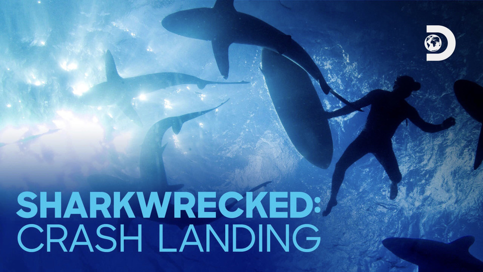 s2019e08 — Sharkwrecked: Crash Landing