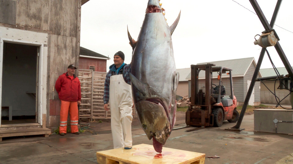 s01e01 — Bluefin Battle