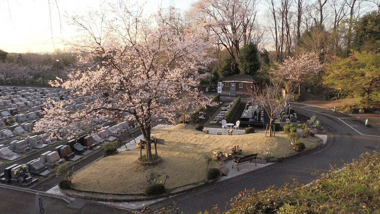 s2019e11 — Jumokuso: Resting Beneath a Cherry Tree
