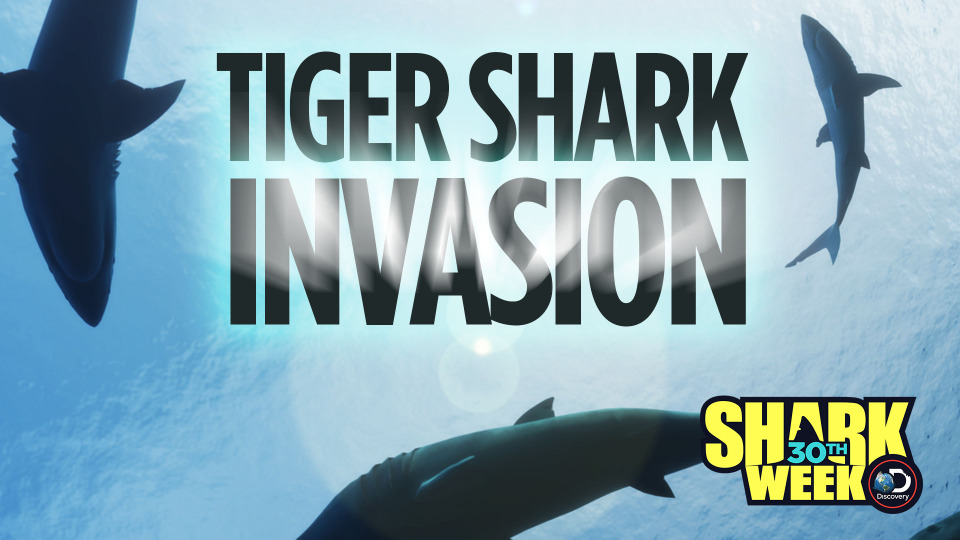 s2018e16 — Tiger Shark Invasion