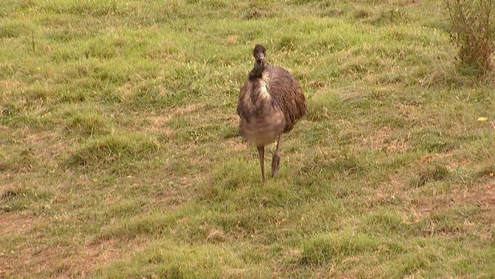s03e07 — The Emu Chase