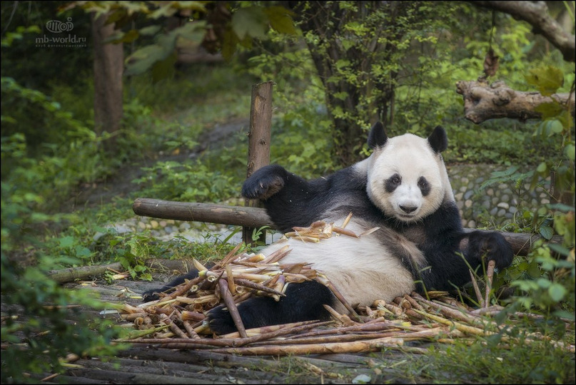s11e22 — Угроза исчезновения: как в Китае ухаживают за пандами и людьми