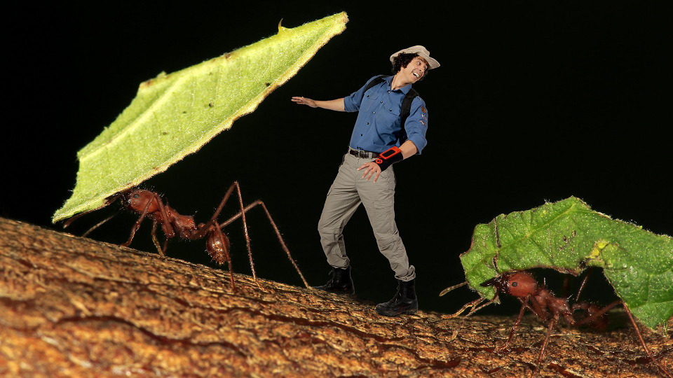 s01e05 — Grasscutter Ants