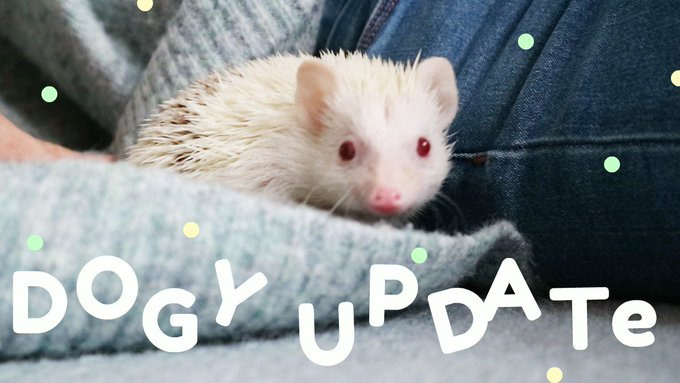 s06 special-539 — Dogy Update.