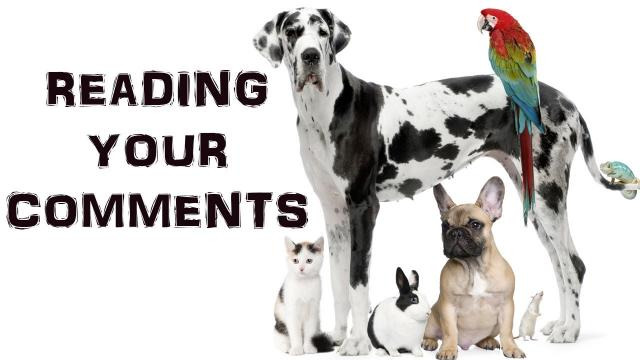 s03e413 — DO YOU HAVE PETS? | Reading Your Comments #27