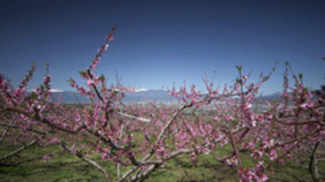 s2013e19 — Peach Trees and Rural Retreat Kofu Basin