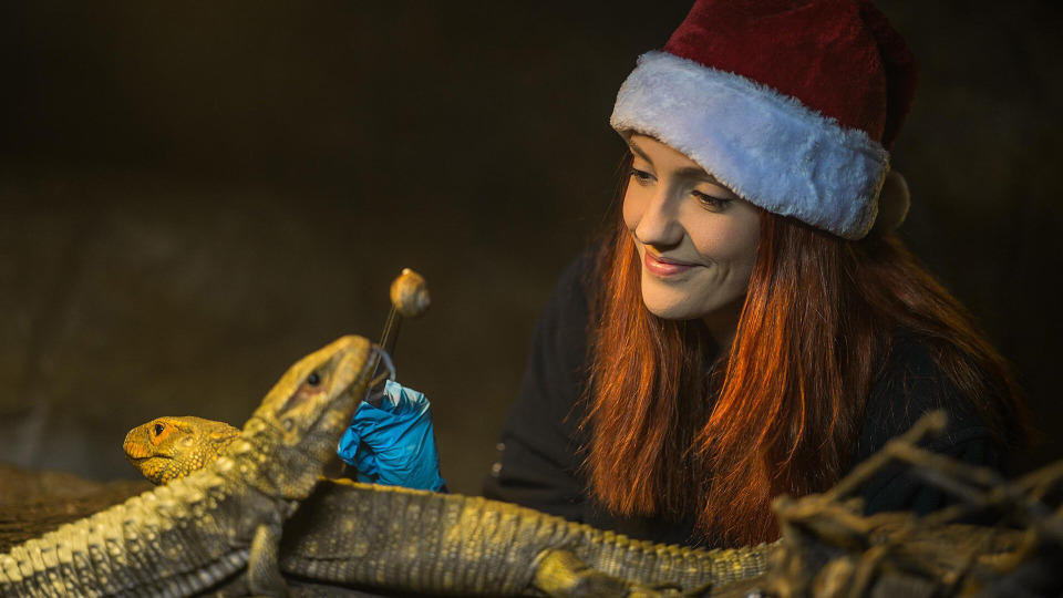 s04e06 — The Secret Life of the Zoo at Christmas 2017