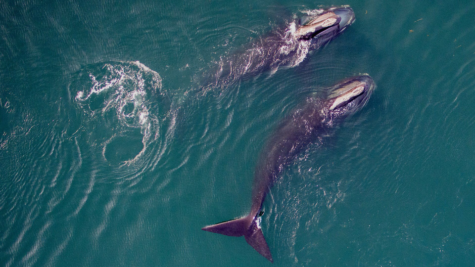 s50e07 — Saving the Right Whale