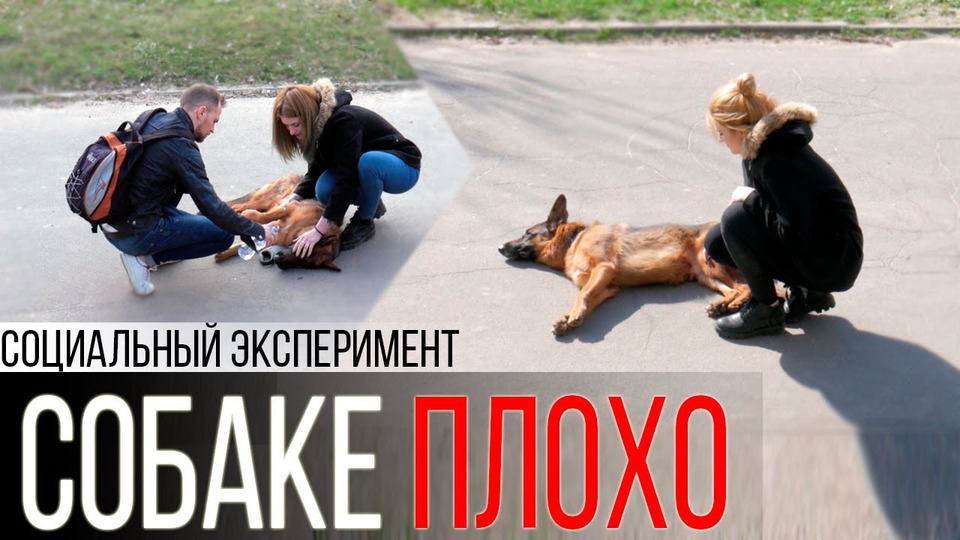 s03e10 — Собаке плохо на улице | Социальный эксперимент