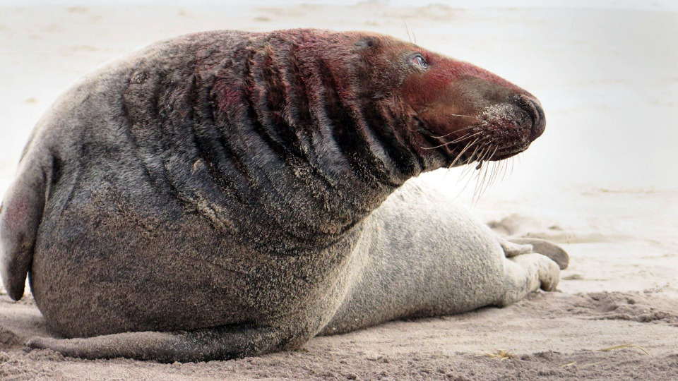 s59e08 — Seals of Sable