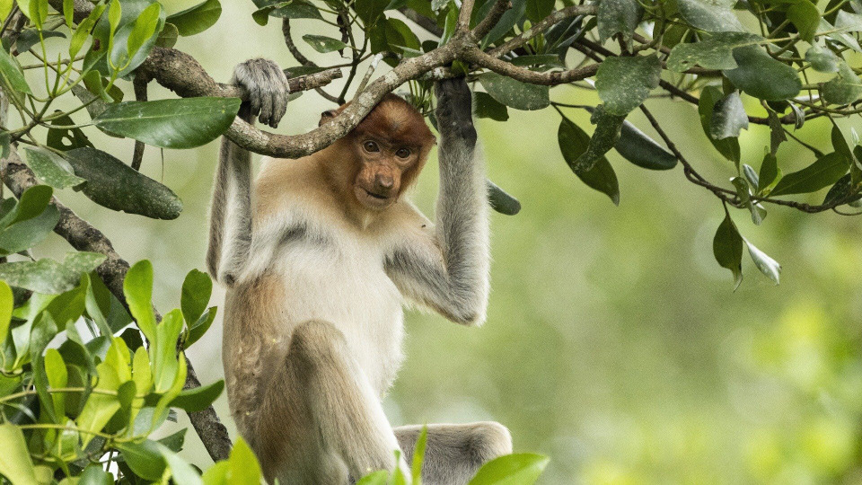 s01e01 — Borneo: Sacred Forest