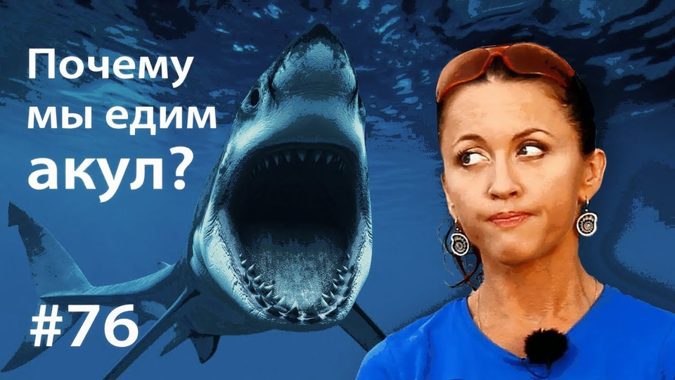 s05e13 — ВКУЗ #76. Почему мы едим акул?