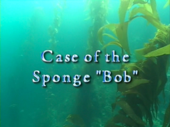 s03 special-0 — Case of the Sponge "Bob"
