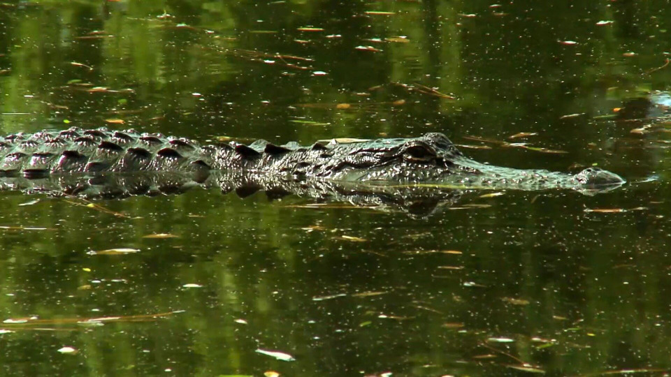 s02e20 — Alligators