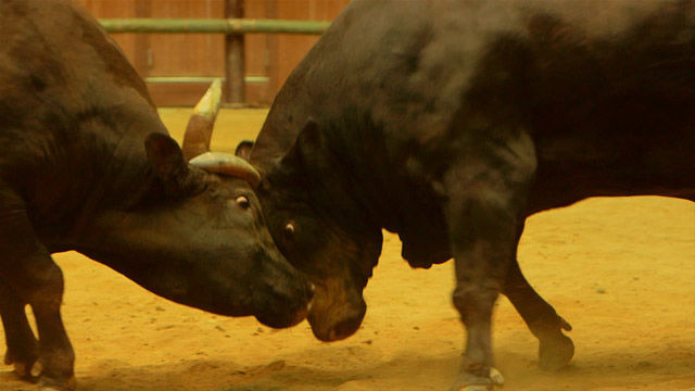 s2015e23 — Bullfighting in Uwajima: Passion and Tradition