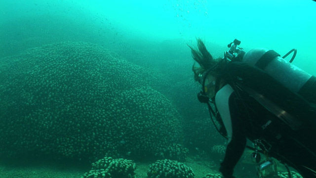 s2015e34 — Ishigaki: Diving in the Sea of Coral