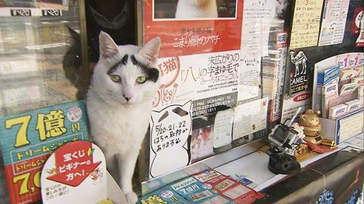 s2015e14 — The Lucky Cat at the Shop